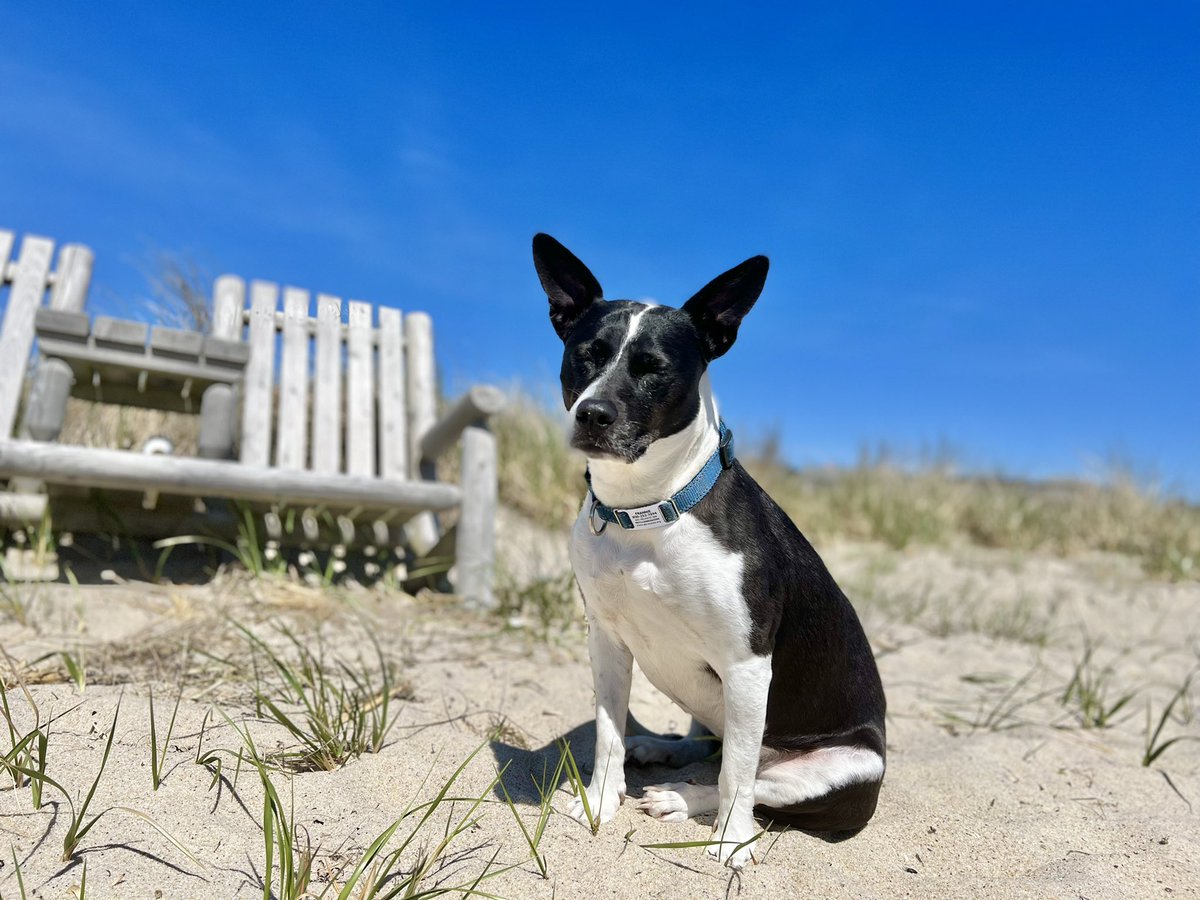 MelissaJPeltier's tweet image. Even if the air is still a bit chilly, Frannie is back in her happy place again. #SpringOnCapeCod
Me too. 
*Zig was too busy burying &amp;amp; unburying his ball to pose.