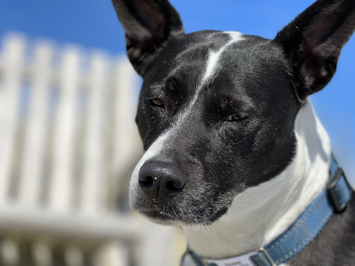MelissaJPeltier's tweet image. Even if the air is still a bit chilly, Frannie is back in her happy place again. #SpringOnCapeCod
Me too. 
*Zig was too busy burying &amp;amp; unburying his ball to pose.