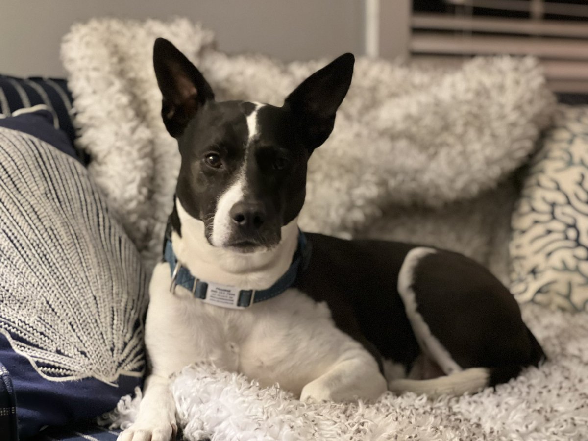 MelissaJPeltier's tweet image. Even if the air is still a bit chilly, Frannie is back in her happy place again. #SpringOnCapeCod
Me too. 
*Zig was too busy burying &amp;amp; unburying his ball to pose.