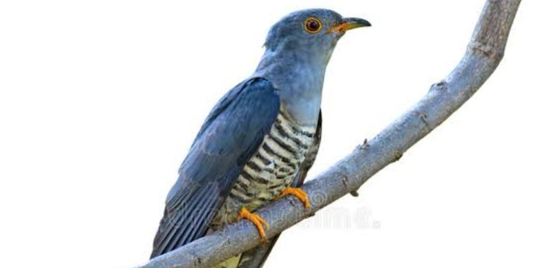 O termo Cóccix vem da palavra grega Kókkyx, que significa cuco e tem duas origens:
1. O formato do osso com o bico do pássaro (Vesalio) 🐦
2. O som do peido ressoa no cóccix emitindo o som parecido com o grito da ave (Jean Riolan) 🙈