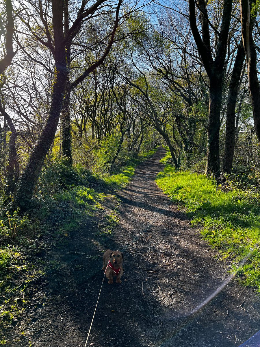 brittttters's tweet photo. spot the dachshund🌭🌞. https://t.co/uniNUjeSDa