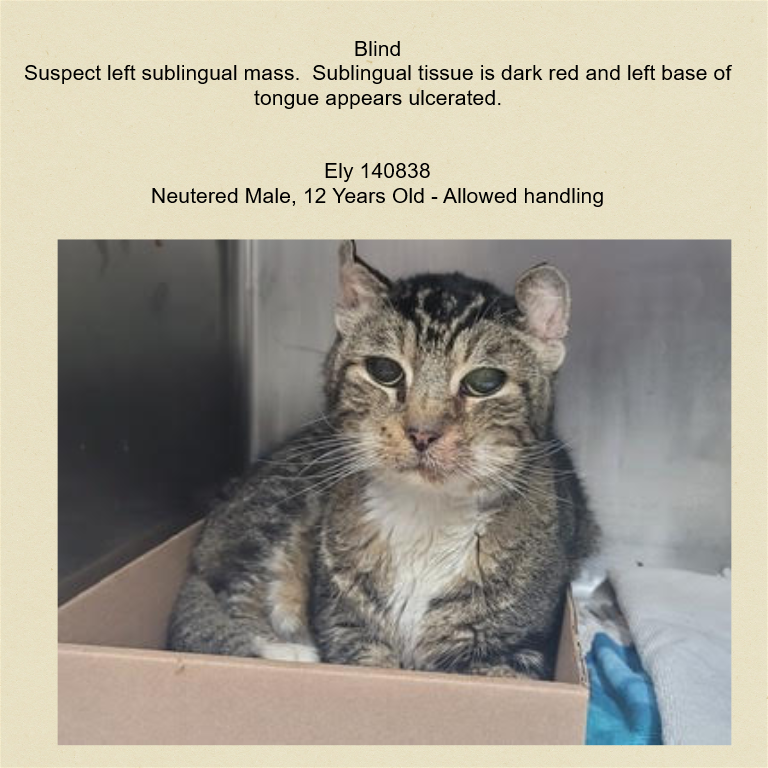 PeterAskin1's tweet photo. Blind senior boy kitty Ely 140838 from NYC ACC in #NewYork has had a rough life &amp; almost over without quick help! Has dental disease &amp; ulcerated tongue! Even though in pain likes petting &amp; wet food! Needs a home for his remaining time! Pledge! VERY URGENT!
https://t.co/FKdFDhTxz8 https://t.co/IAZYfPe7fa