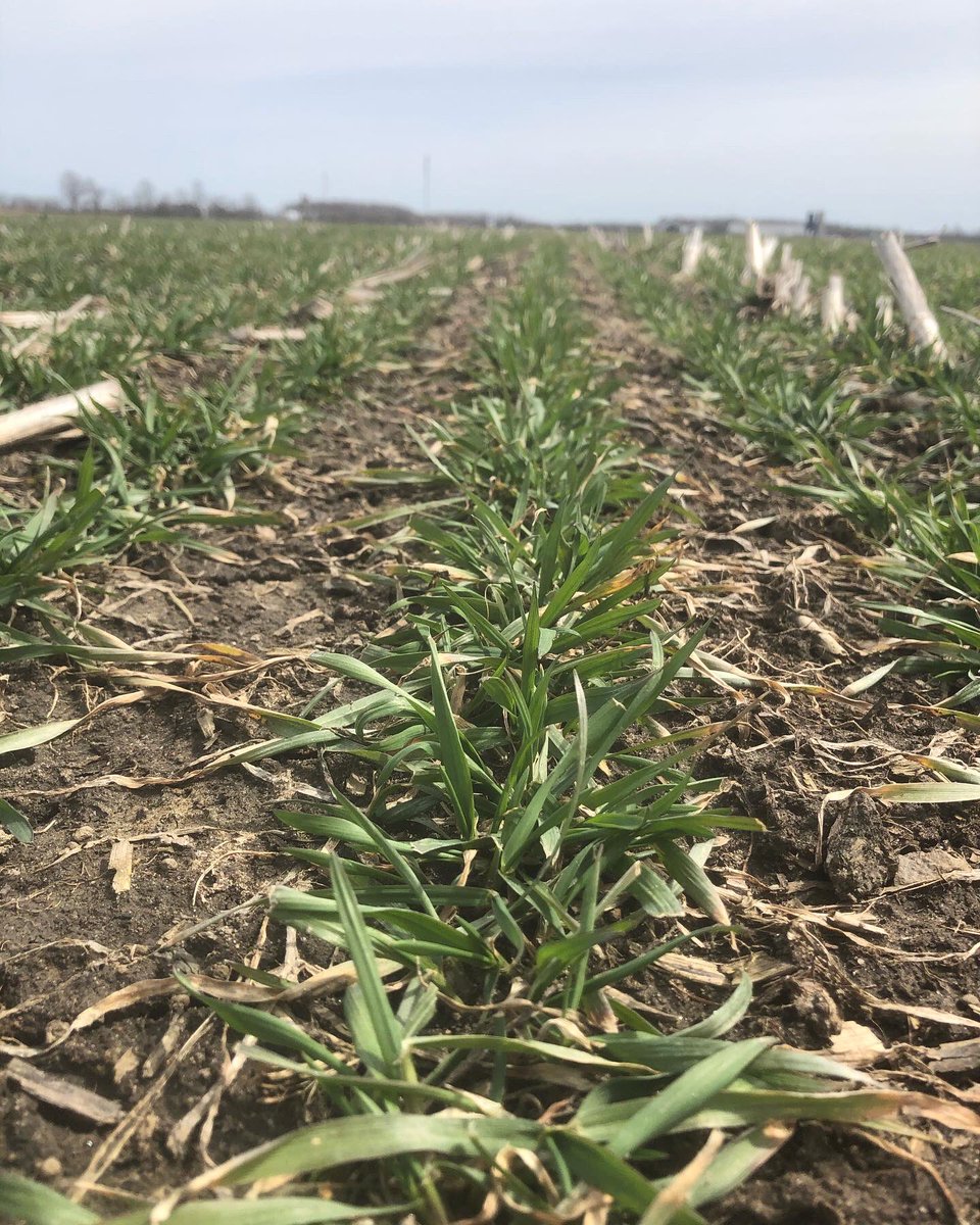 Hate winter kill, hard to know if you’re making the right decision. To rip up, or not to rip up? 🤷🏼‍♀️ #plant22