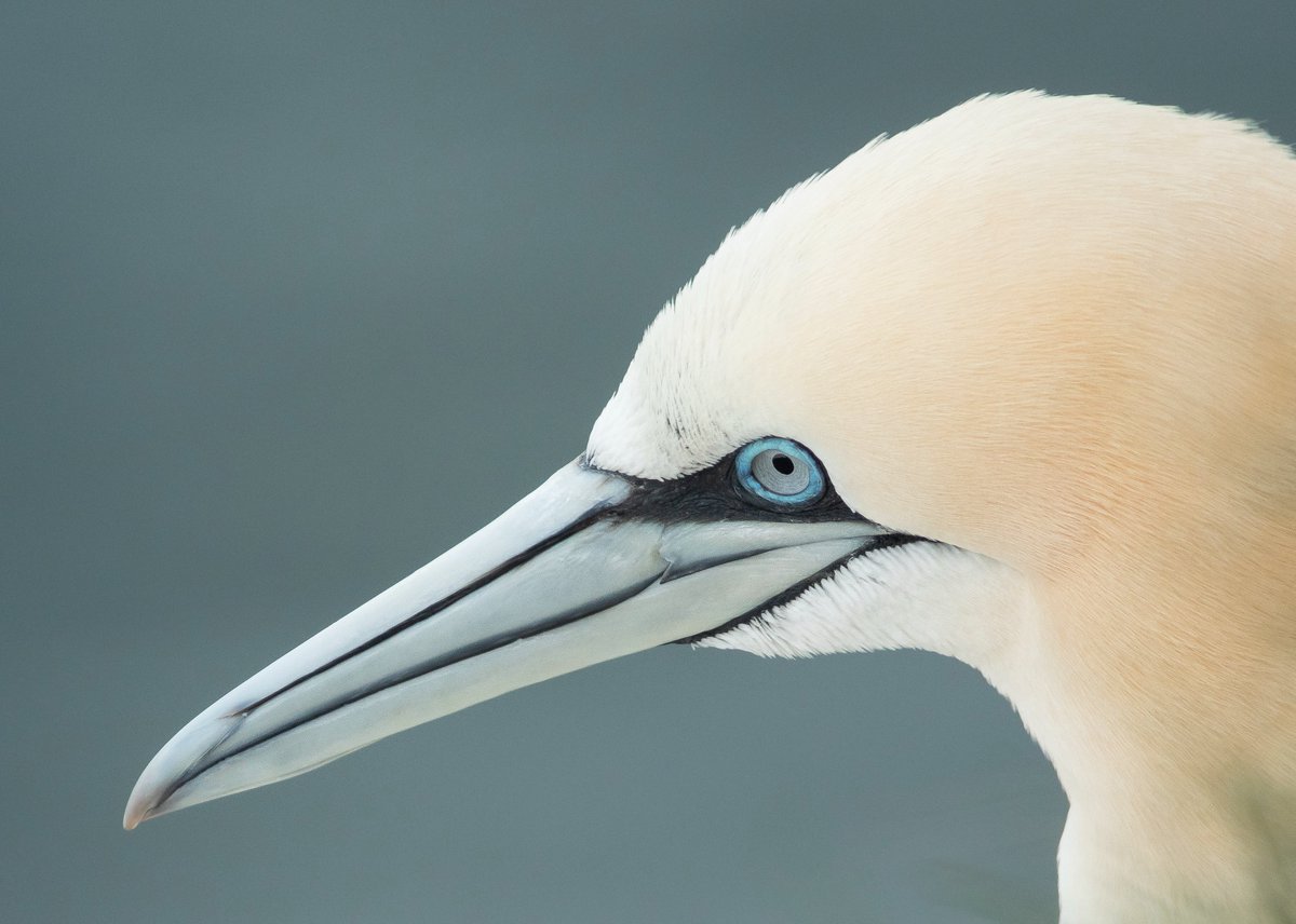 Gannet from the weekend <a href="/Bempton_Cliffs/">RSPB Bempton Cliffs</a> 
Digiscoped through a <a href="/SwarovskiOptik/">SWAROVSKI OPTIK</a> STX 85.
<a href="/RareBirdAlertUK/">RareBirdAlertUK</a> <a href="/bobubirder/">BOB USHER</a> <a href="/1ChrisHarris/">Chris Harris</a> <a href="/DonnyBirding/">Donnybirding</a>