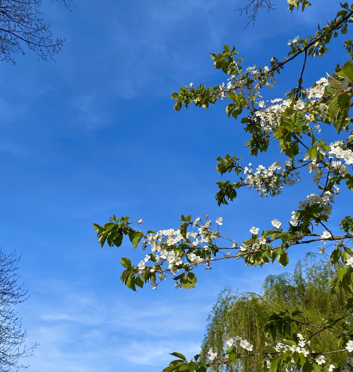 Gute #Mediationen nutzen das, was anderen stinkt, als Dünger für Wachstum und Frühlings-Chancen.  Dieser Baum an der Alster hatte unzählige Hundebesucher im Winter … und es hat ein bisschen gedauert, bis das frische Grün und seine Blueten anzeigen: „Ich mach‘ was d‘raus!“