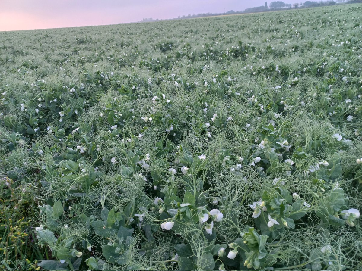 BMitard's tweet photo. La surveillance des #oleopro est de mise:
pucerons verts sur #pois et pucerons cendrés sur #colza
#contratsolution
@terresoleopro
@terresinovia
@FopProducteurs
@OlivierCOSTE2
@BONNIN1402
@Agri85_
@ChambagriPdL https://t.co/XjrNT8cRSf