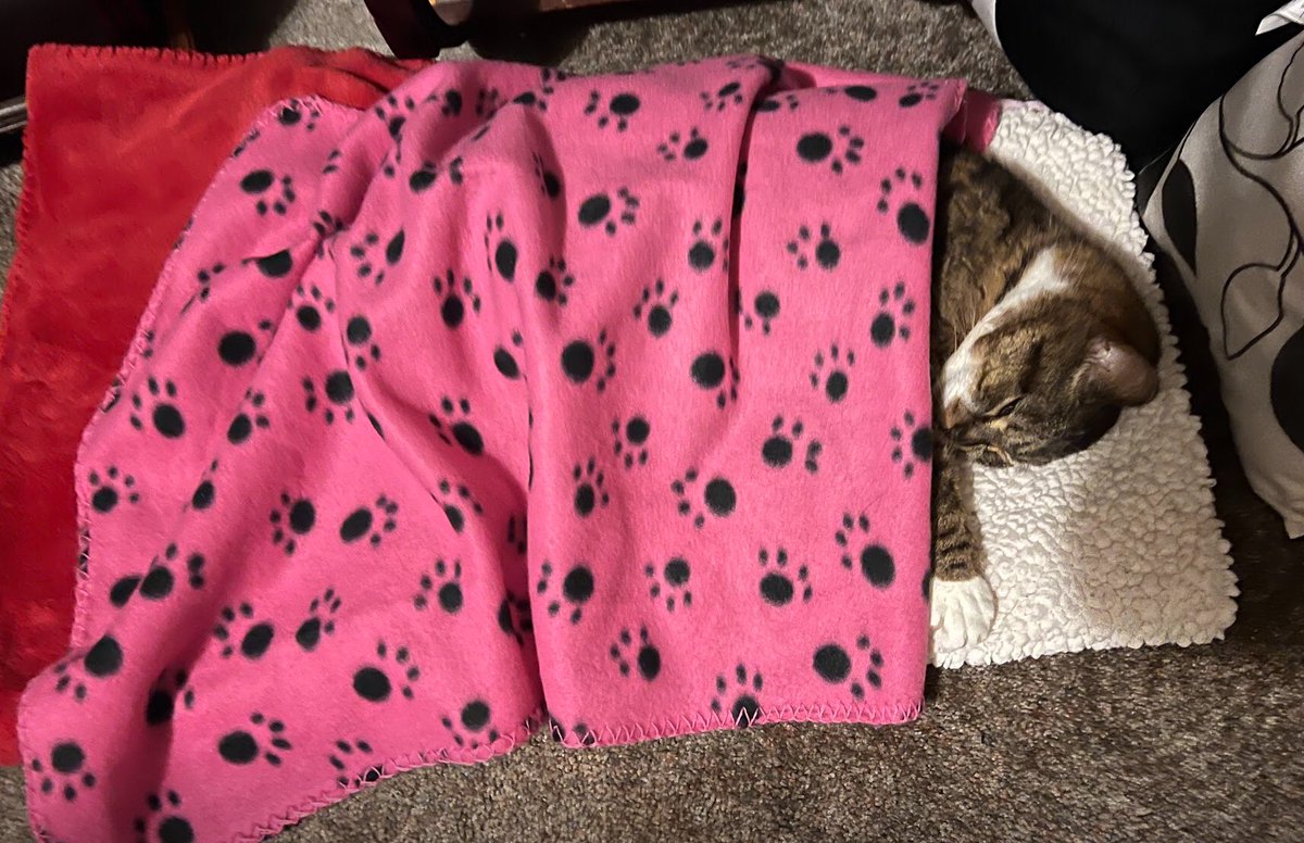 Gorillababe's tweet photo. Friends, it’s the human speaking- My dearest, sweet kitty Flower is joining the rainbow crew tomorrow forenoon. She is almost 16. She has brain cancer, is blind, &amp; is not doing well at all. Please keep us in your thoughts /prayers. I’m heartbroken. 
#CatsOfTwitter #dogsoftwitter https://t.co/rXuFgiFue6