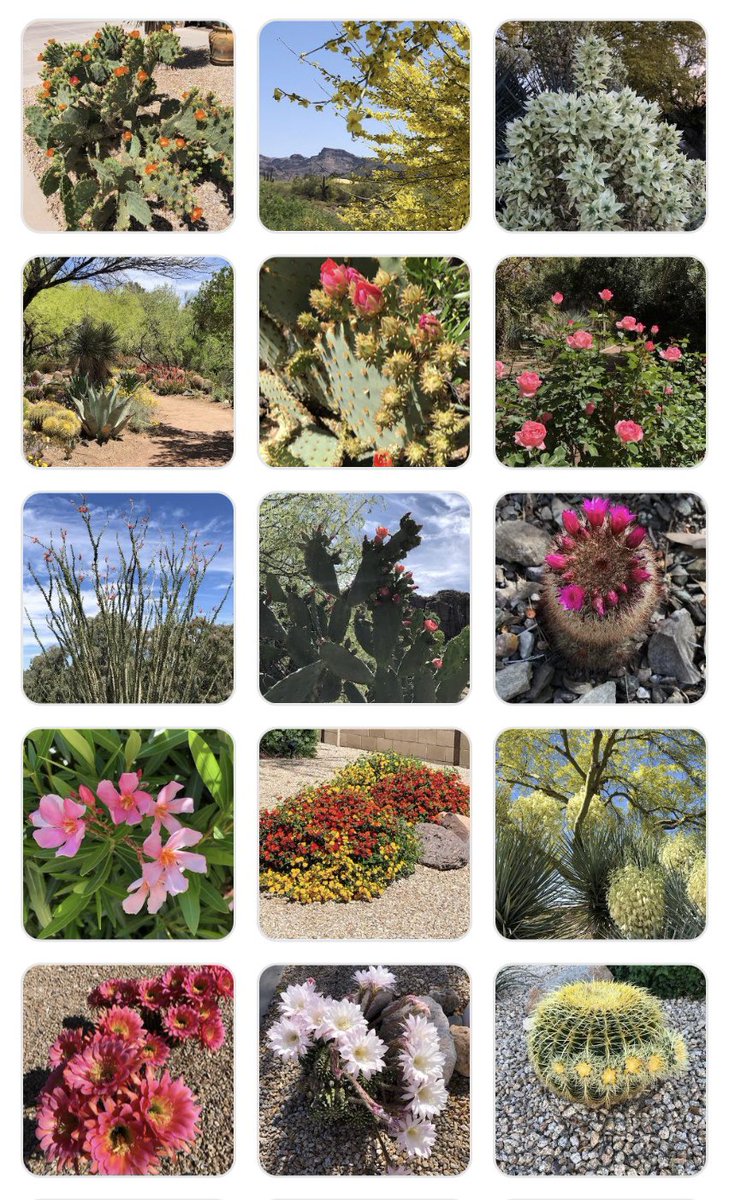 MarikaOnAir's tweet photo. My Aunt in BC felt so bad about the big snow storm we got in #MB she started sending pics of plants and flowers 😅 🥹
#mbstorm #wpgweather #flowers https://t.co/2ophiXUjri
