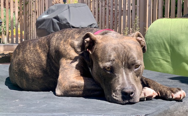 AnimalFriendsR1's tweet photo. #medicalmonday Our sweet girl Petunia that recovered from a fractured pelvis is now ready for a home of her own. This dream girl has never met a person or pup she didn't like so get those applications in while there's still time! #share https://t.co/fUWE6nhFYC