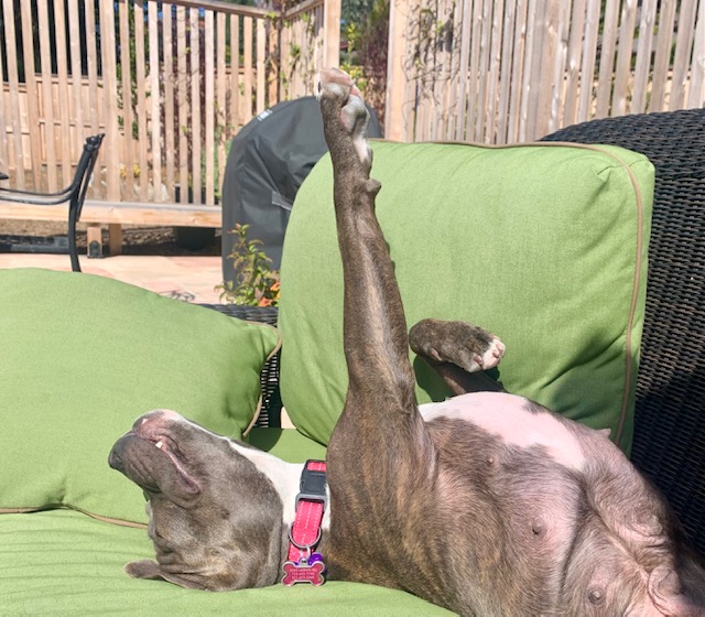 AnimalFriendsR1's tweet photo. #medicalmonday Our sweet girl Petunia that recovered from a fractured pelvis is now ready for a home of her own. This dream girl has never met a person or pup she didn't like so get those applications in while there's still time! #share https://t.co/fUWE6nhFYC