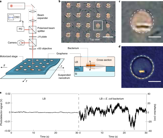 Nature Nanotechnology tweet media