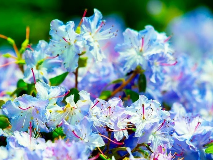 Addy Ice Angel tweet media