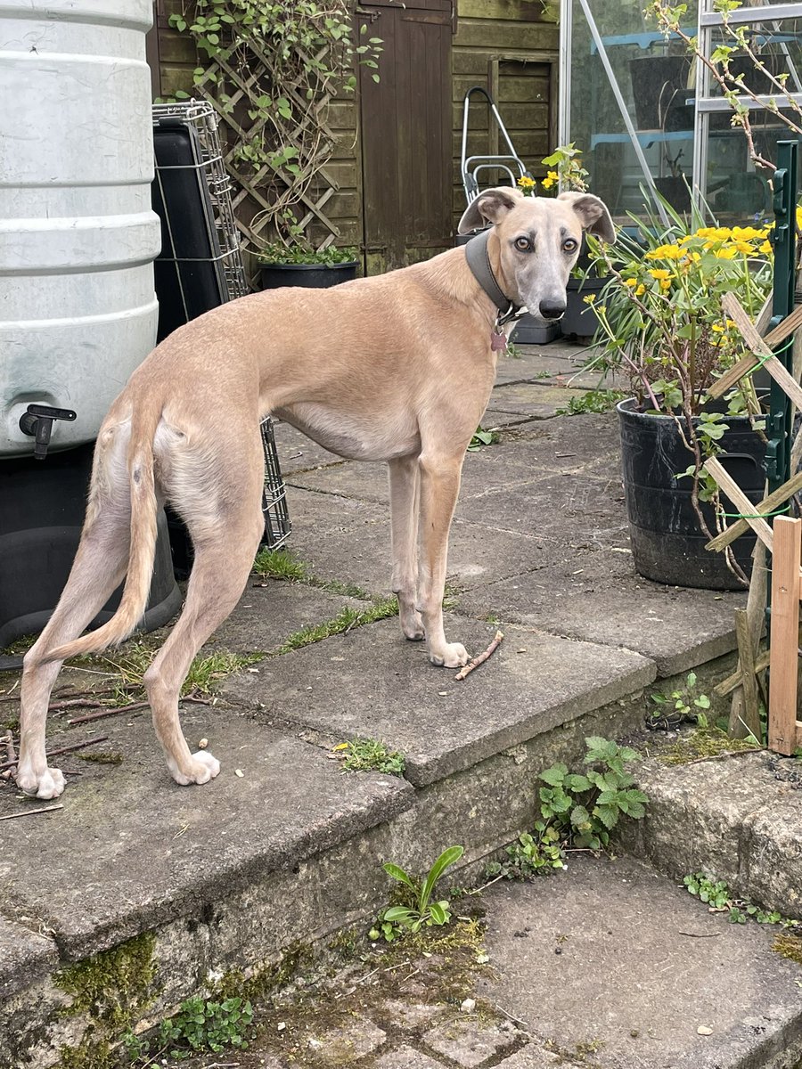 So, small hound, tell me again why the greenhouse, which, prior to the appearance of nextdoor’s cat in our garden, had 2 glass side panels,now only has 1 panel and a gaping hole?#lurcher #crazyhound #butterwouldntmelt