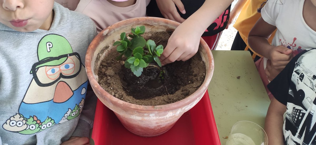 ceip_x's tweet photo. Renaturalización de los patios: plantaciones y casas para pájaros. 
@medioambiente😊 https://t.co/ceOCZVTVks