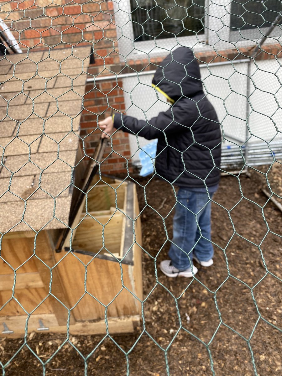It’s chicken duty week!! We found 16 eggs this morning and expect more as it warms up later this week. 🐔 🥚 #CPSBest #BentonBold