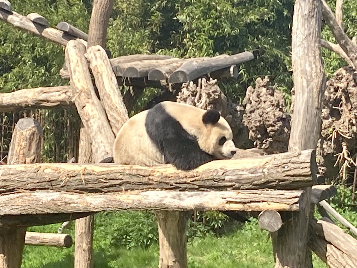 Top familiedag gehad in het prachtige #PairiDaiza ! Bedankt #Soubry 101 jaar 🥳🍝