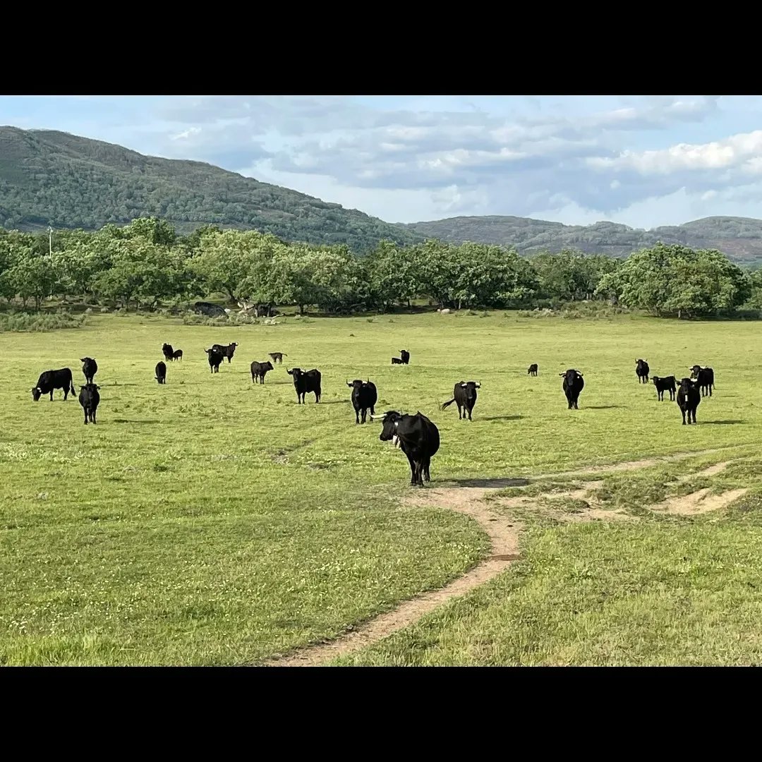 RazaMorucha's tweet photo. En Extremadura, en Casas del Castañar, pastan las moruchas de la variedad negra de Daniel Carlos Palacios.
La raza morucha se caracteriza por su rusticidad y adaptación al medio.
#ejemplaresdecalidad
#moruchanegra
#razaautoctona
#extremadura
#ganadería https://t.co/LtwVv9XIUJ