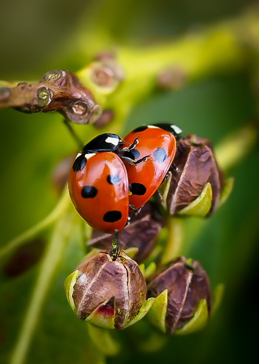 sandra_art's tweet photo. Life will find a way!
-Jurassic Park #ladybug #ladybird #NaturePhotography #macrophotography #PhotoOfTheDay #photographylovers https://t.co/mASjxAbTvZ