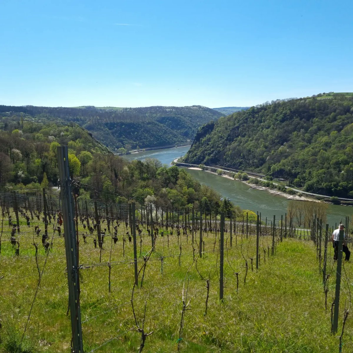 jens_schreiber's tweet photo. Der dritte Jahrgang ist in Arbeit. Heute Binden und Reben rausfahren.
#wineinprogress2022 #johanniter #bornich #winzergenossenschaftloreley https://t.co/Wcu1pt8v7a