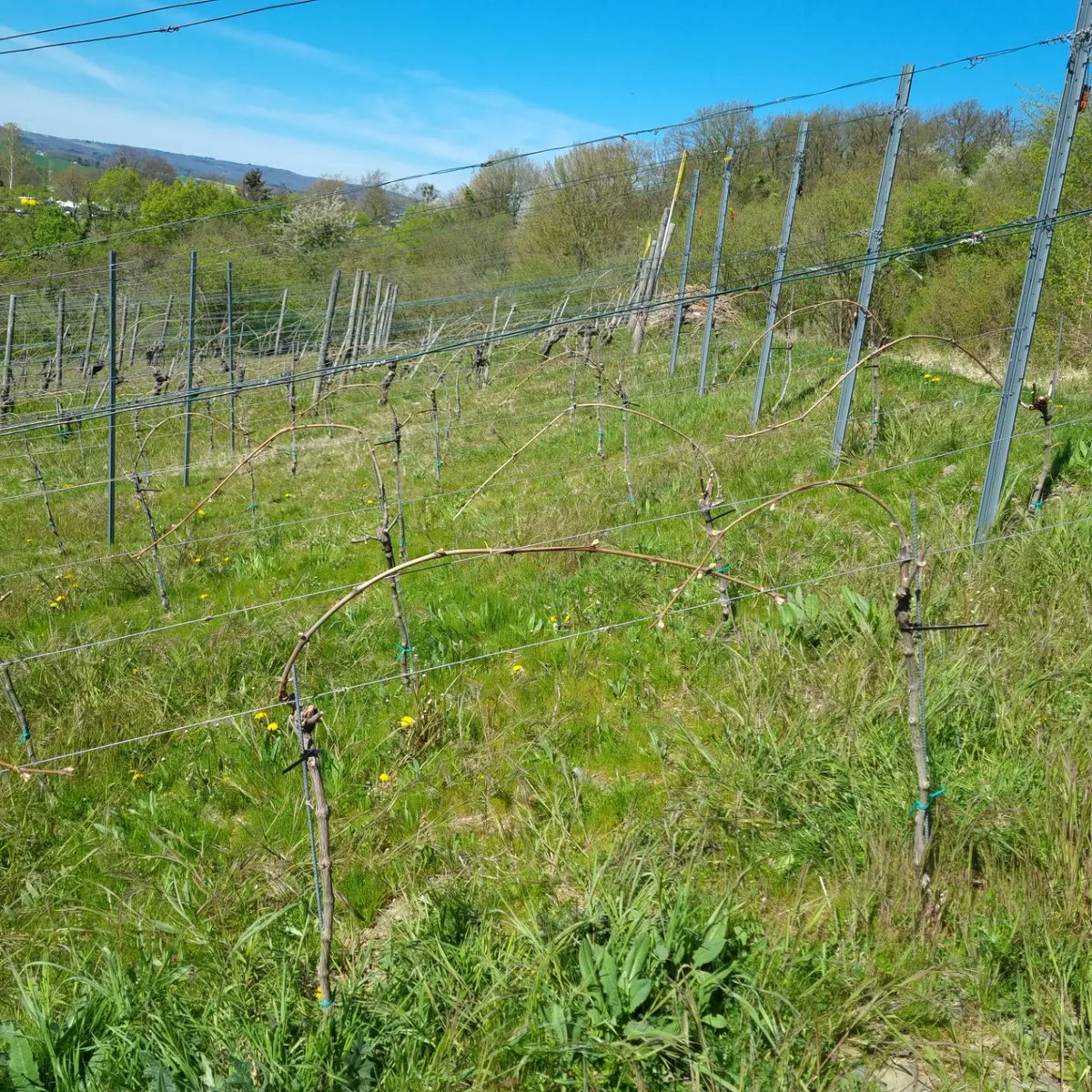 jens_schreiber's tweet photo. Der dritte Jahrgang ist in Arbeit. Heute Binden und Reben rausfahren.
#wineinprogress2022 #johanniter #bornich #winzergenossenschaftloreley https://t.co/Wcu1pt8v7a