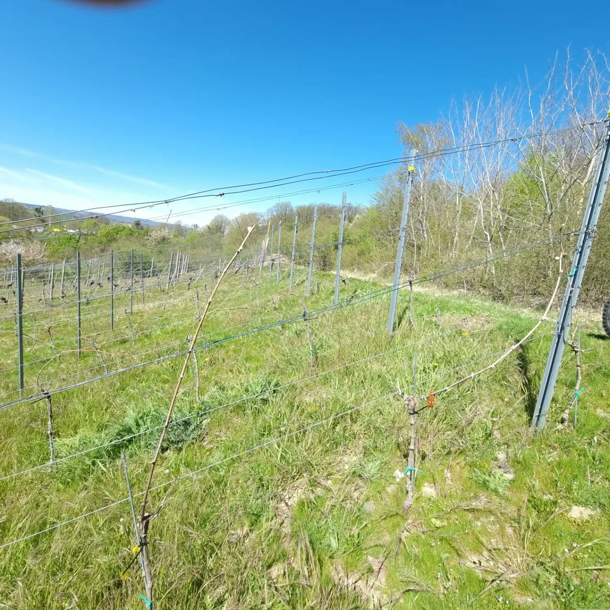 jens_schreiber's tweet photo. Der dritte Jahrgang ist in Arbeit. Heute Binden und Reben rausfahren.
#wineinprogress2022 #johanniter #bornich #winzergenossenschaftloreley https://t.co/Wcu1pt8v7a