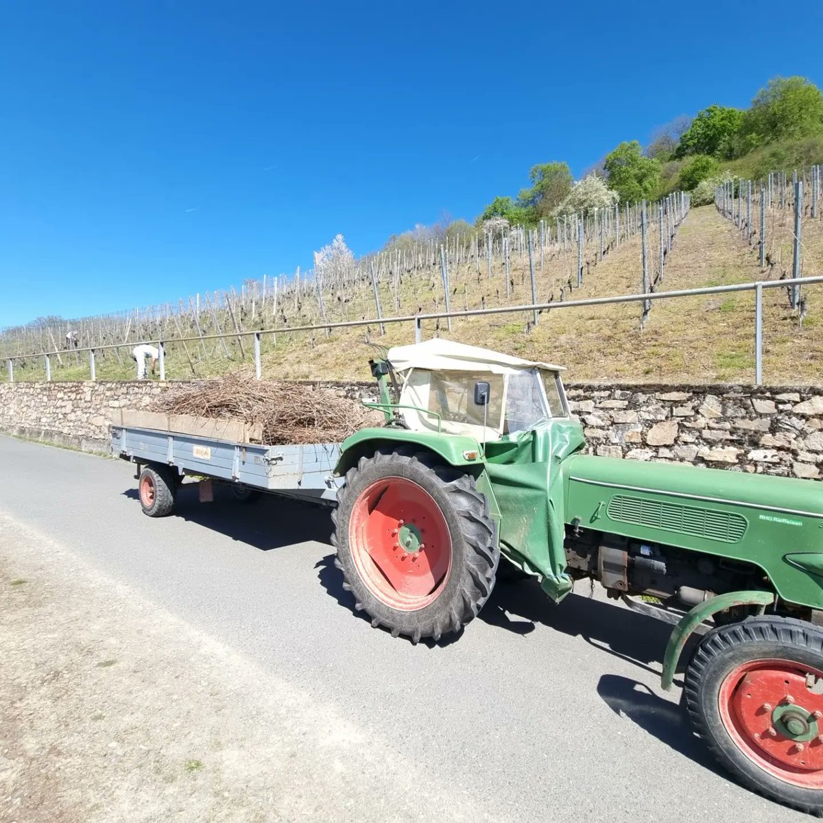 jens_schreiber's tweet photo. Der dritte Jahrgang ist in Arbeit. Heute Binden und Reben rausfahren.
#wineinprogress2022 #johanniter #bornich #winzergenossenschaftloreley https://t.co/Wcu1pt8v7a