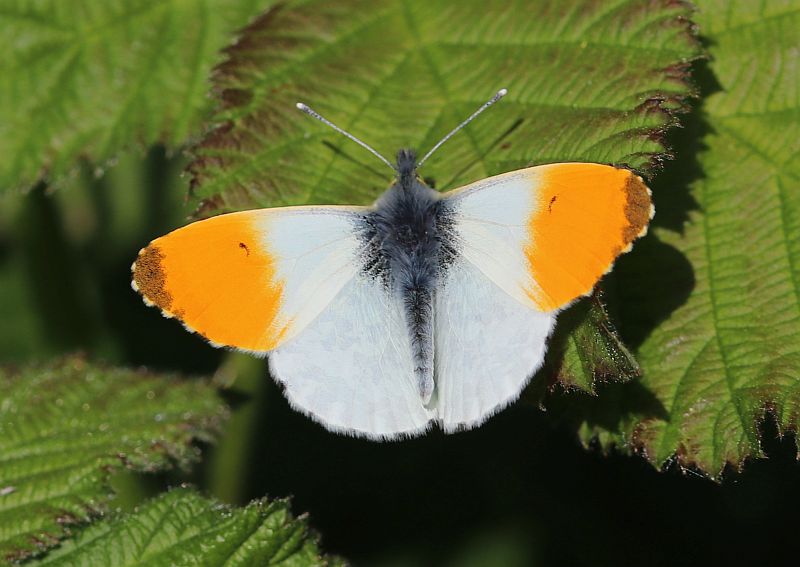 Jaap van Dam tweet media