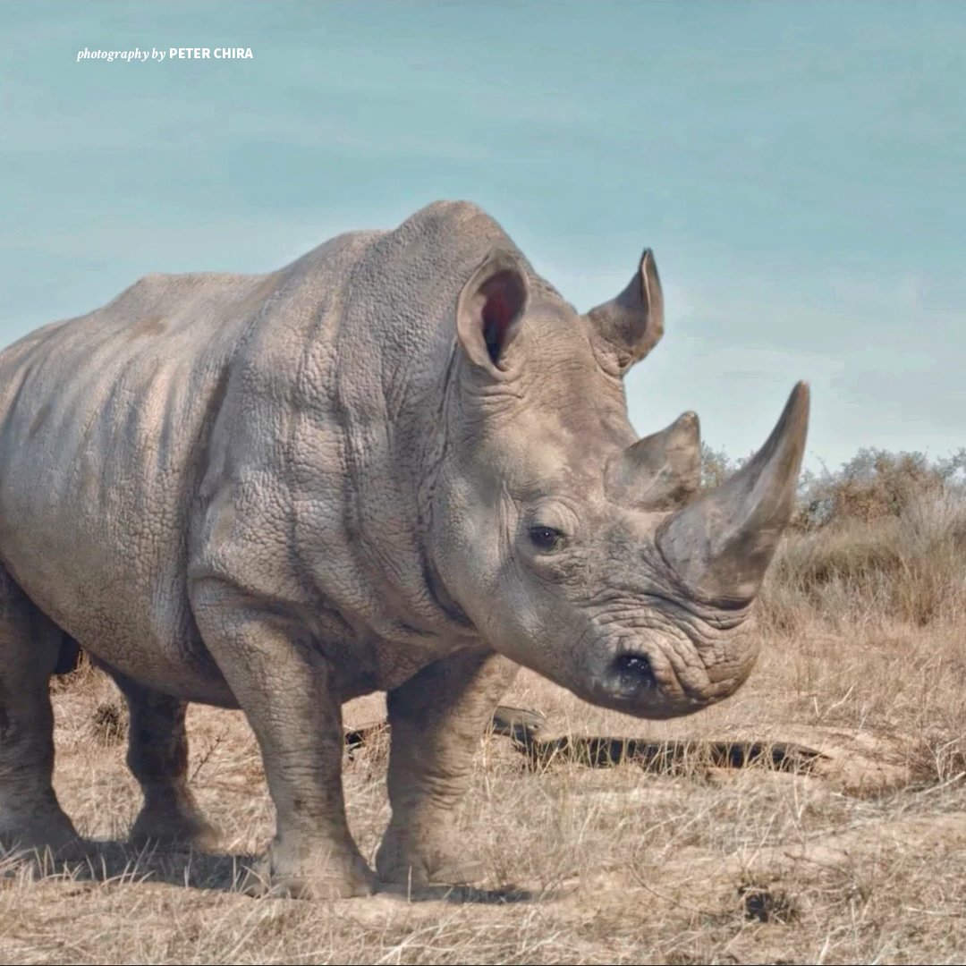 AWF_Official's tweet photo. The white, or square-lipped, rhino derives its name from the Dutch word “weit,” meaning wide. It is actually gray in color. https://t.co/XhIfzzI2HN https://t.co/alXSbvPyNg