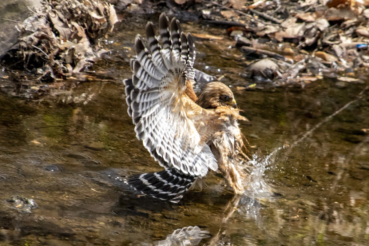 DianeKrauthamer's tweet photo. Hawk diving in for a bath in the stream along the #KlingleValleyTrail in #RockCreekPark 🛀 https://t.co/jQo4Tzn1pb