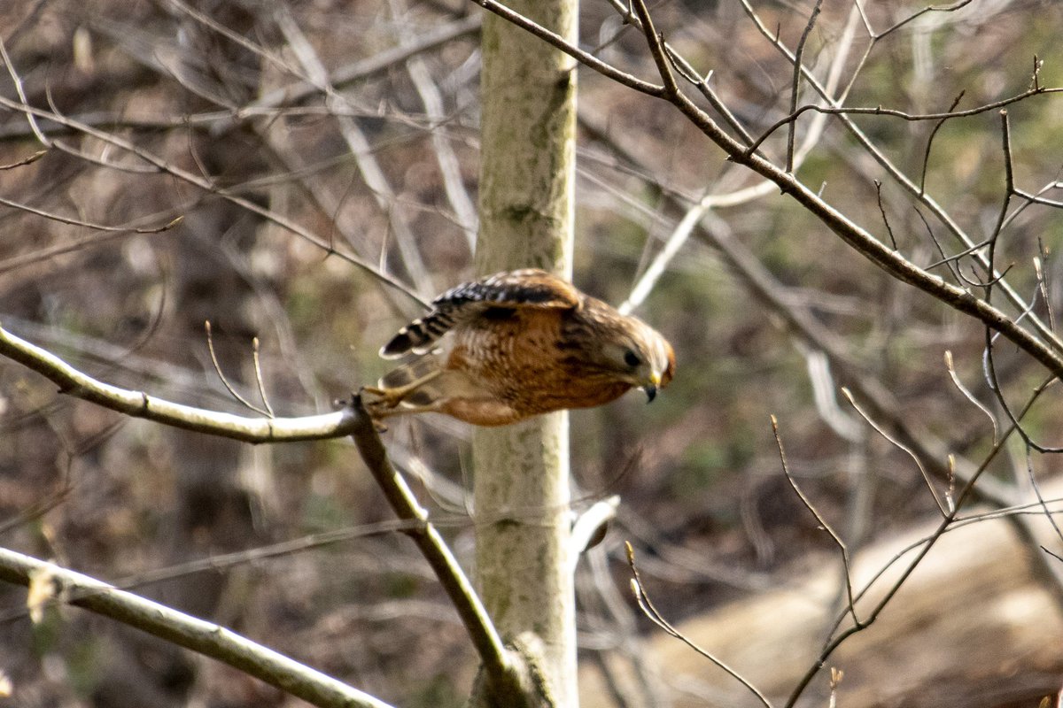 DianeKrauthamer's tweet photo. Hawk diving in for a bath in the stream along the #KlingleValleyTrail in #RockCreekPark 🛀 https://t.co/jQo4Tzn1pb