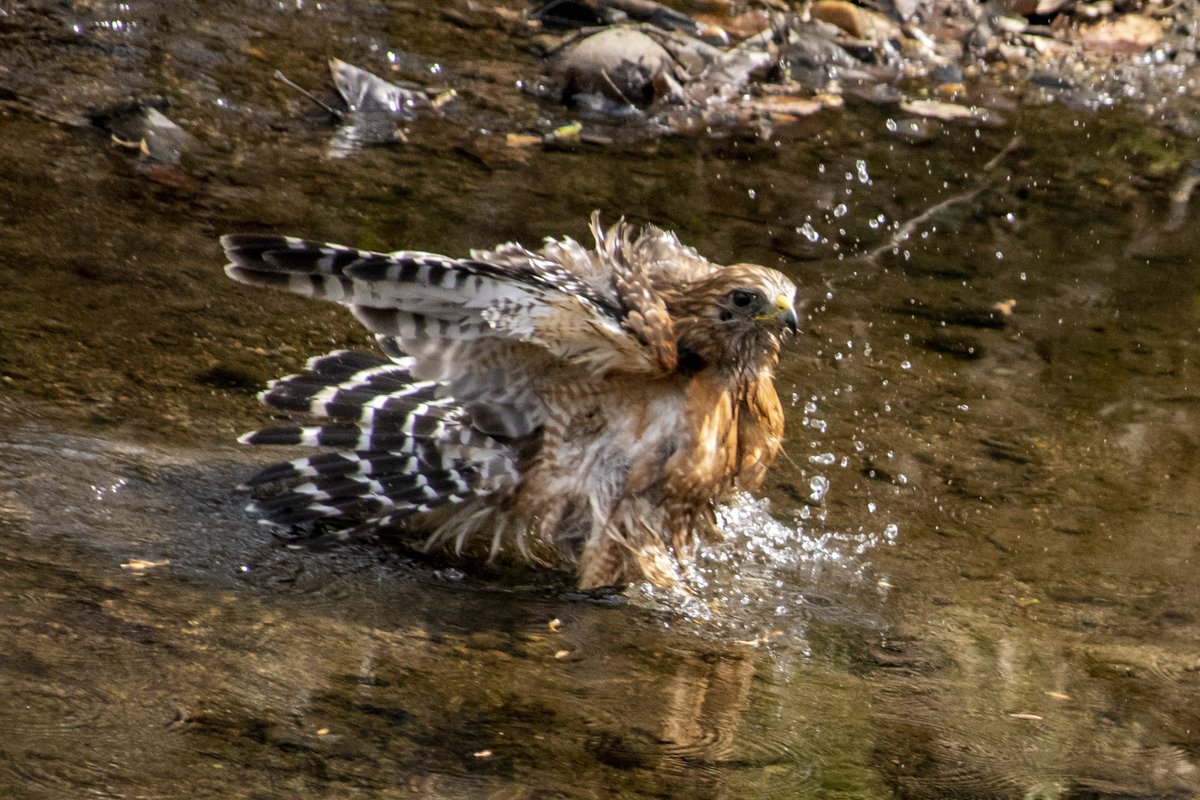 DianeKrauthamer's tweet photo. Hawk diving in for a bath in the stream along the #KlingleValleyTrail in #RockCreekPark 🛀 https://t.co/jQo4Tzn1pb