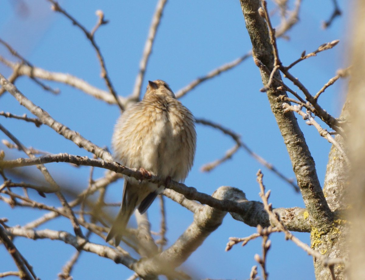 jmpicasprat's tweet photo. Famella de #passarell ? #casserres #berguedà #ocells #ocellsdecatalunya #birds #ocellsdavui #selecciódocellsdavui @birdcatalunya https://t.co/4FWeVjOKAf