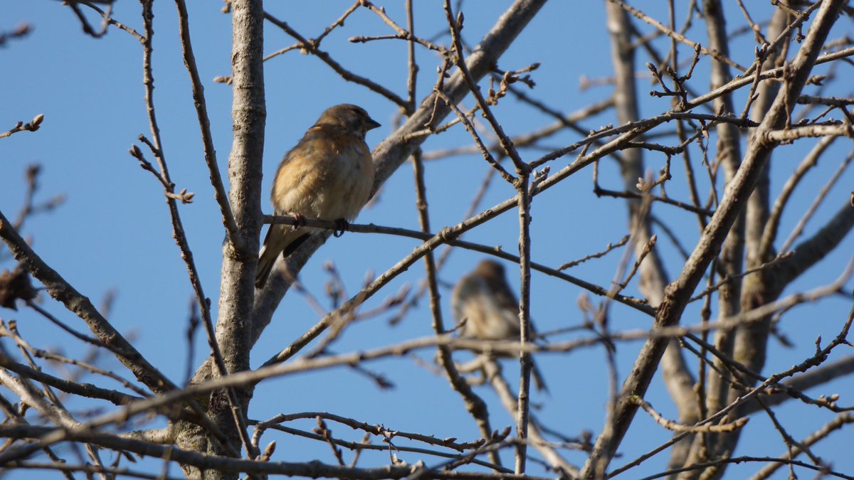 jmpicasprat's tweet photo. Famella de #passarell ? #casserres #berguedà #ocells #ocellsdecatalunya #birds #ocellsdavui #selecciódocellsdavui @birdcatalunya https://t.co/4FWeVjOKAf