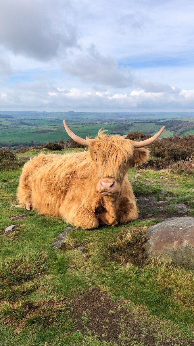 joyharrod's tweet photo. Beautiful 4 mile walk this morning. Well worth the 6:30am start. 
🐮🌲🧡🌸☀️🌳🌻🐾 https://t.co/Ks7xTzKV0W
