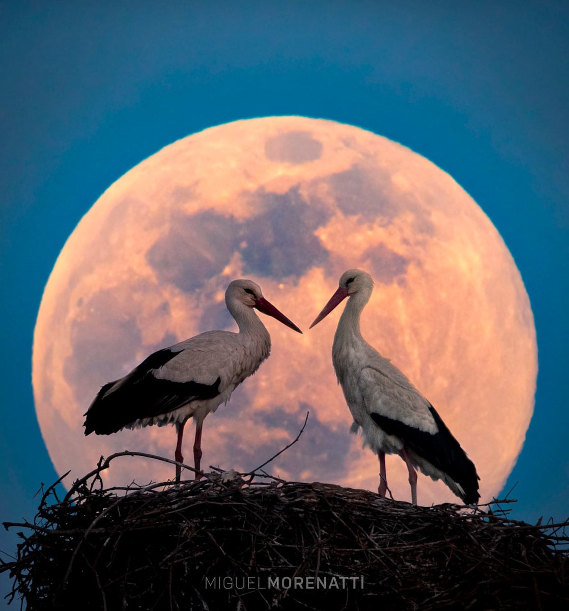 аист на крыше мир на земле рисунок. аист на крыше мир на земле. аист на крыше мир на земле. на крыше мир на земле. аист на крыше мир на земле.