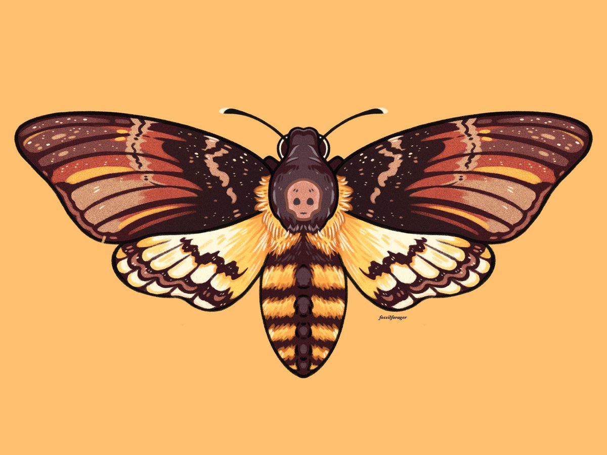 no humans simple background antennae bug wings yellow background orange background  illustration images