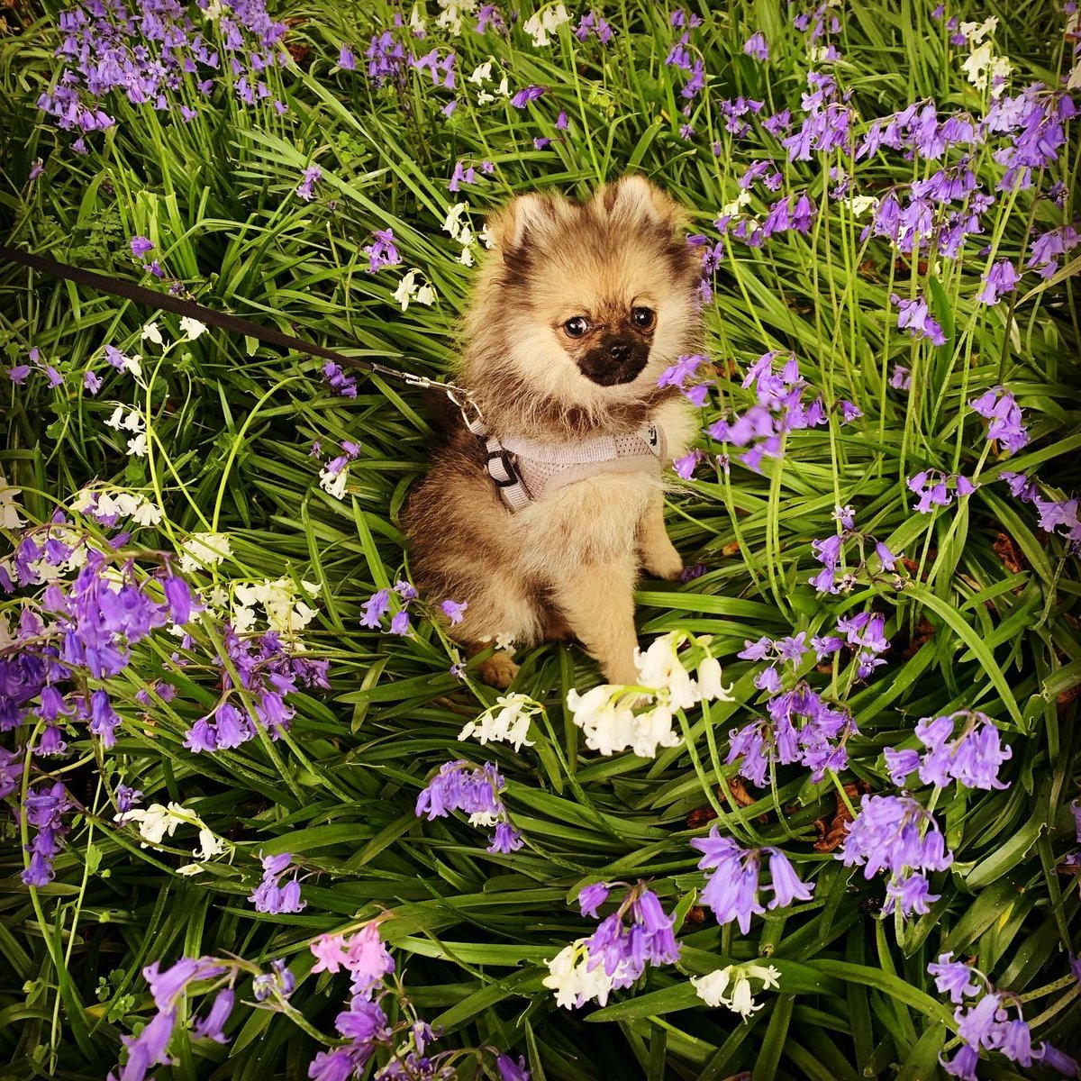 WPom2022's tweet photo. Another afternoon in the woods with the hoomans. Didnโt get no chocolate treats this time though. But I still had lots of fun. ๐๐ค๐บ๐ฃ๐พ #dogsoftwitter #DogsofTwittter #easter #EasterMonday #EasterWeekendFun #puppywalk #BankHoliday #wolfiepom2022 #pomeranianpuppy https://t.co/nj150mSdzn