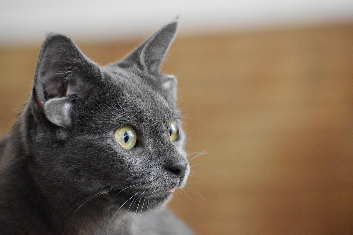 Animal Planet tweet media