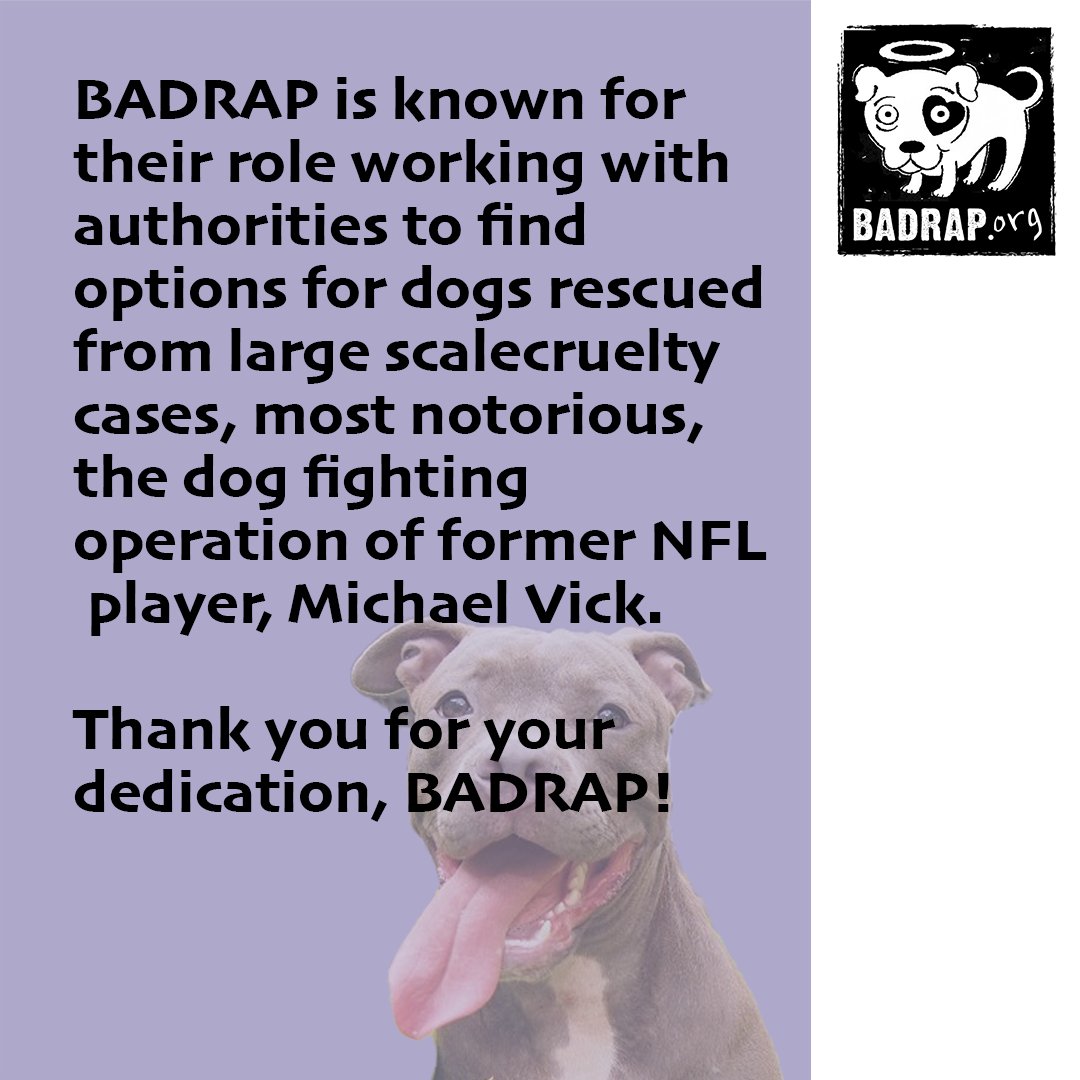 Meet a Rescue Monday!
We have partnered up with some amazing #pitbull #rescues to contribute to what they do best!
@BADRAPorg is working hard to keep #pitties healthy and safe. Follow to learn more about #APKC and the $1,000,000 we are donating through #NFTs!
#BullyBreed