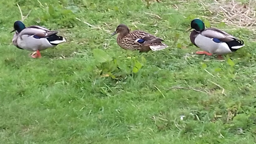 GBClarkson's tweet photo. Duck being courted by two drakes #InClover https://t.co/lV5wQ8xwEm