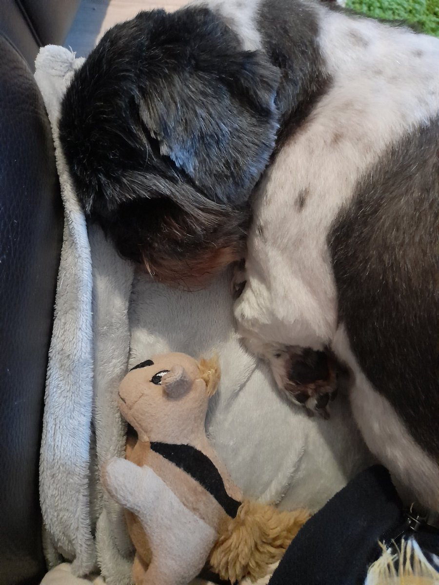MShihtzu's tweet photo. Fink mite hav snooze 😴 https://t.co/y6jLbhBLsK