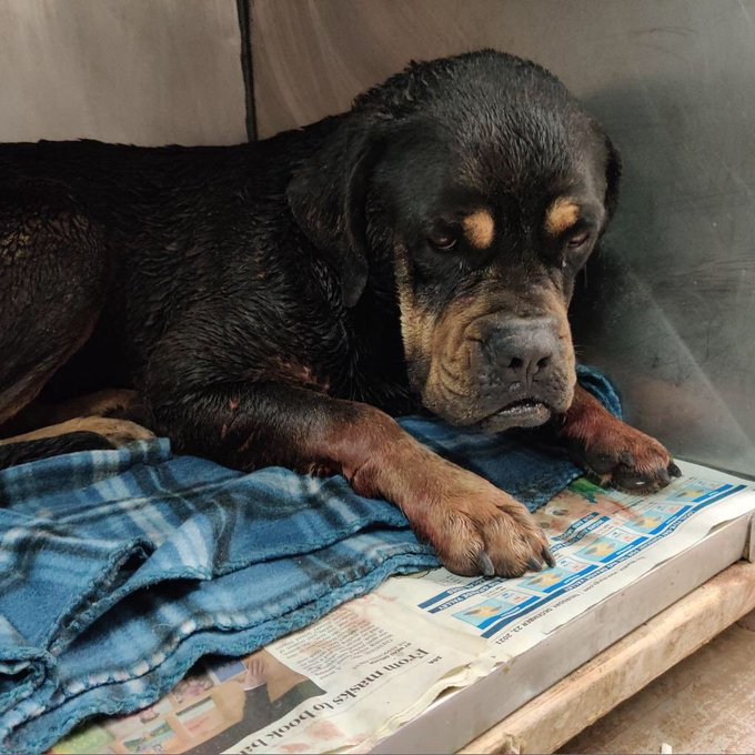 psychicwhisper3's tweet image. 🆘 🏥 VANNIE 🚑 ONLY HAS 4 HOURS TO 
  ‼️  LIVE ‼️ They Are Getting Ready 4 Her In The 
 Euth Room 😱 #PleaseRescues Can You Help 
 Her❓Time ⌛️ Is Almost Up For VANNIE 🌹
 💥DEADLINE 6-30PM TODAY💥
 #pvastx Palm Valley Edinburg,TX #156230 🐾
URGENT #MedRescue #Pledge #RT 💥🚑🆘