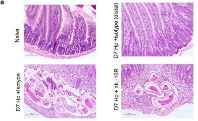 MucosalImmunol's tweet image. Georgia Perona-Wright @PeronaLab and Holly Webster @hollywebster96 along with colleagues @MillingLab @MaizelsLab report on how IL-10 can promote Th2 responses during helminth infections by limiting Th1 and IFNg responses: nature.com/articles/s4138…