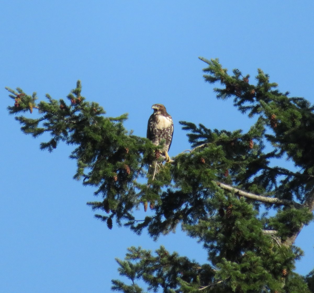 AdaptableWe's tweet image. Do you take the long view or focus on immediate climate actions?