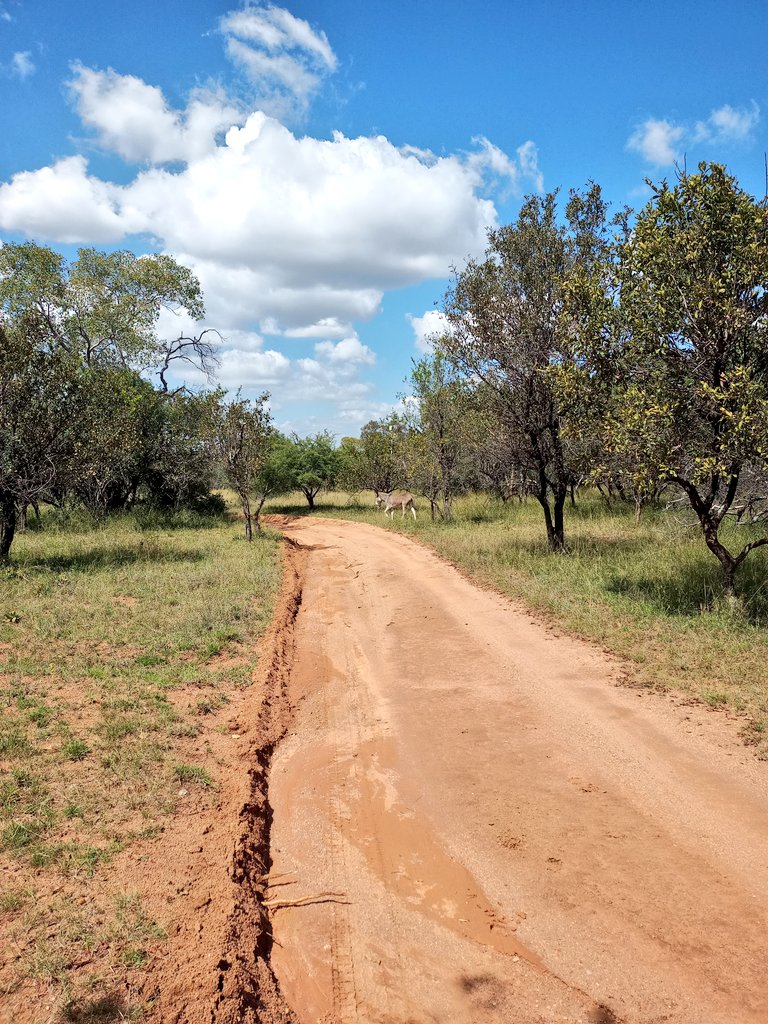 StueyMax's tweet photo. Lekker in die bos 👅👅👅👅👅👅 #Windpomp 💦 https://t.co/5vbdlGO9aS