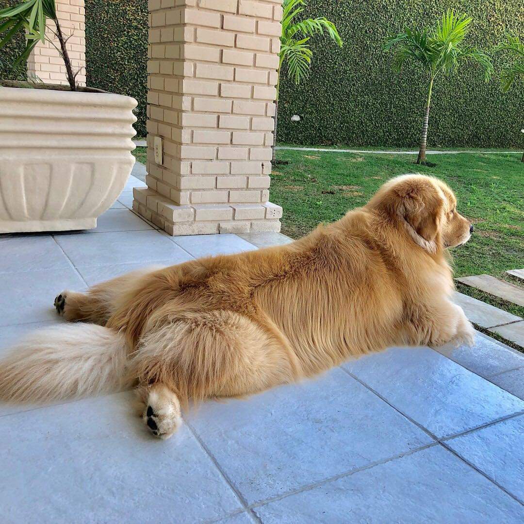 thehappydog_'s tweet photo. Good boy on guard duty 😂 https://t.co/mvNfTxRtCd