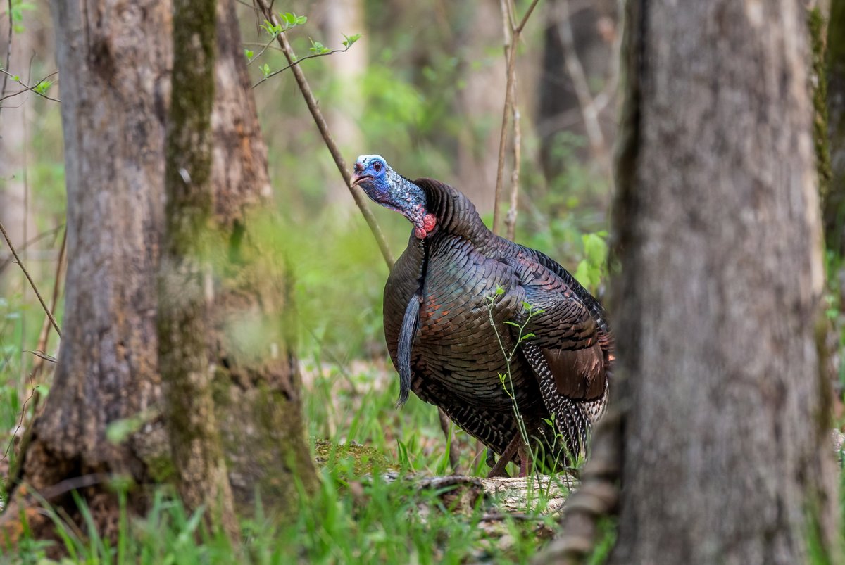 We all mess up hunts, but you can save yourself some heartache by learning from other people's mistakes. Read below for a bunch of ways you can mess up a hunt, so hopefully, you won't mess up yours this year! 
nwtf.org/hunt/article/b…