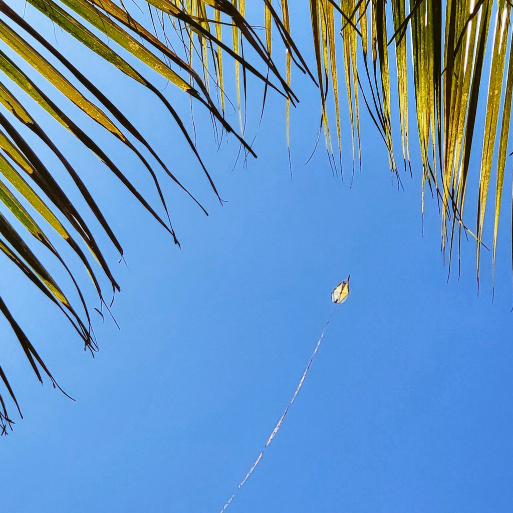 EdiloizaMy's tweet image. ¡Y allá arriba...
... mi chiringa!
foto:ediloiza