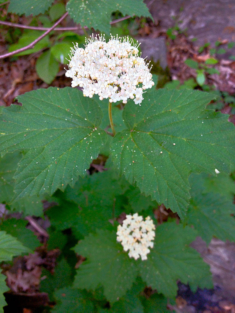 _plantsdaily's tweet photo. #MapleleafViburnum (Viburnum acerifolium): A low, densely branched shrub. Clusters of white flowers are followed by blue-black berries. Green, deciduous foliage, maple-like in shape, is very colourful in fall.
Height: 4-6 ft
Water:💧💧
Light: ☀️⛅️☁️
More: https://t.co/zi6g8MalUH https://t.co/OPZV3bUcuf