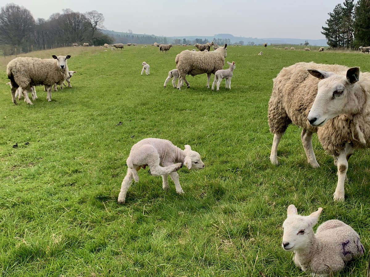 Hope you’ve all had a good Easter. First cycles done and the lambing paddocks certainly looking a lot less crowded now. Busy week getting everyone mobbed up and onto their rotations. Young grass is doing well now and should kick on with some warm weather